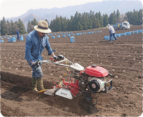 農園情報 | 群馬県の高品質なこんにゃく芋は大川ファーム