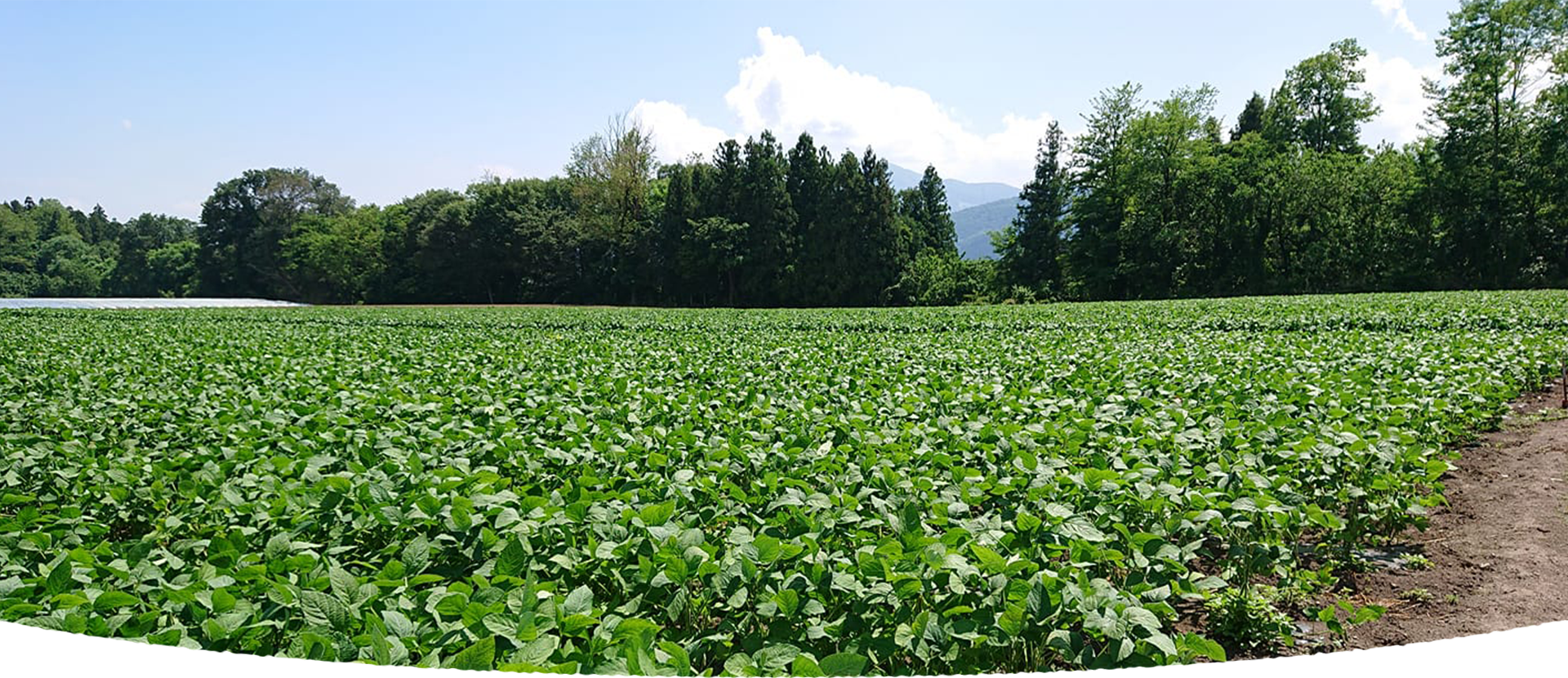 群馬県の高品質なこんにゃく芋は大川ファーム