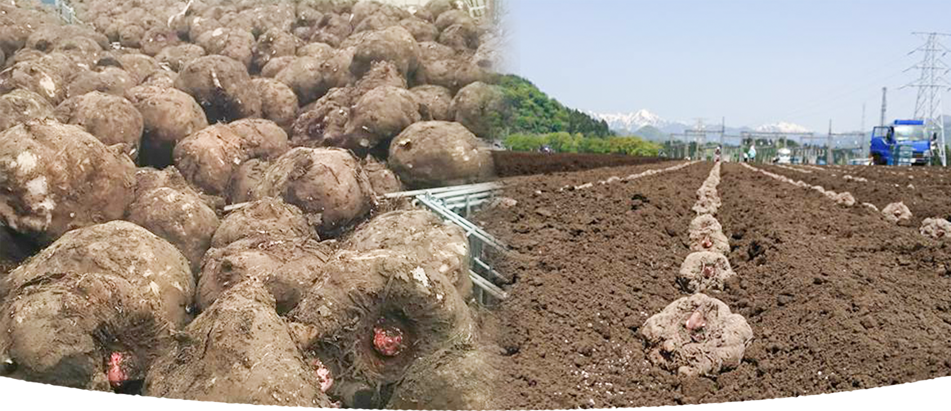 群馬県の高品質なこんにゃく芋は大川ファーム