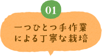 一つひとつ手作業による丁寧な栽培